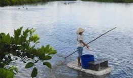 南美白对虾事件爆料最新,真相揭露与行业反思